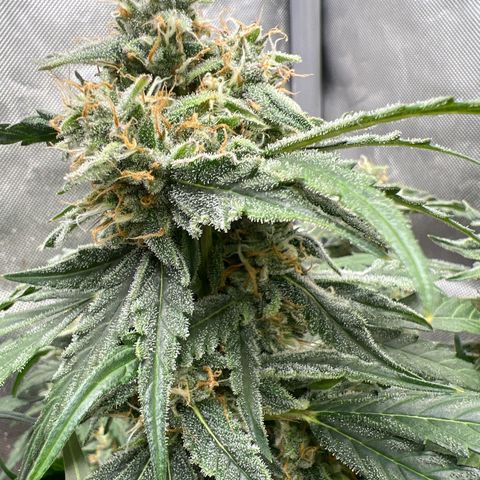 Froot Fuel - Speedrun Seeds growlog timeline photo