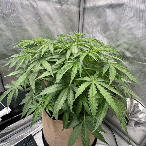 Holy Fire - Speedrun Seeds growlog timeline photo
