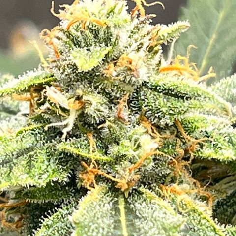 Froot Fuel - Speedrun Seeds growlog timeline photo
