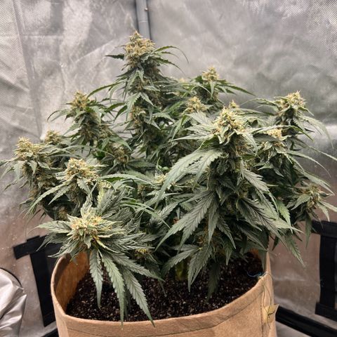 Froot Fuel - Speedrun Seeds growlog timeline photo