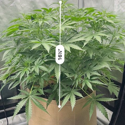 Holy Fire - Speedrun Seeds growlog timeline photo