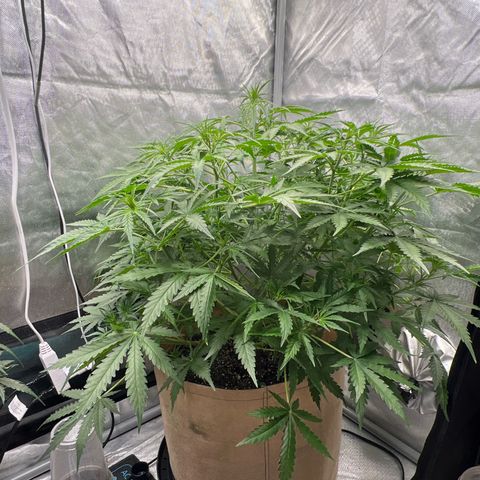 Holy Fire - Speedrun Seeds growlog timeline photo