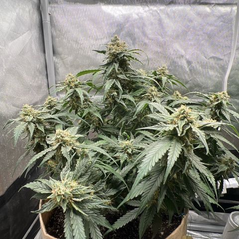 Froot Fuel - Speedrun Seeds growlog timeline photo