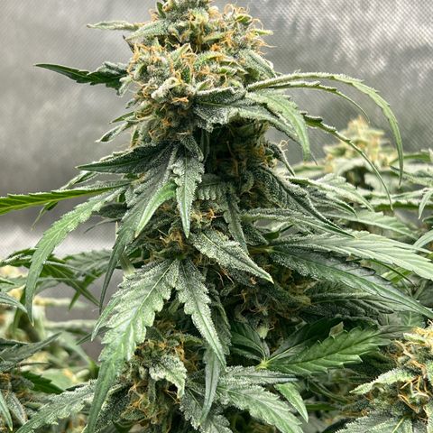 Froot Fuel - Speedrun Seeds growlog timeline photo