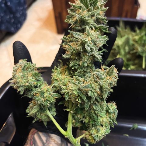 Froot Fuel - Speedrun Seeds growlog timeline photo