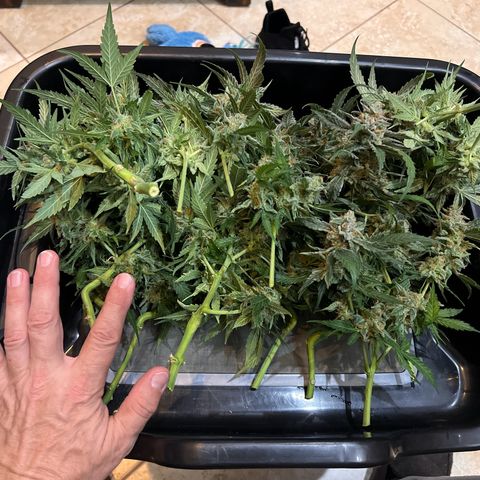 Froot Fuel - Speedrun Seeds growlog timeline photo
