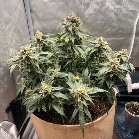 Froot Fuel - Speedrun Seeds growlog timeline photo