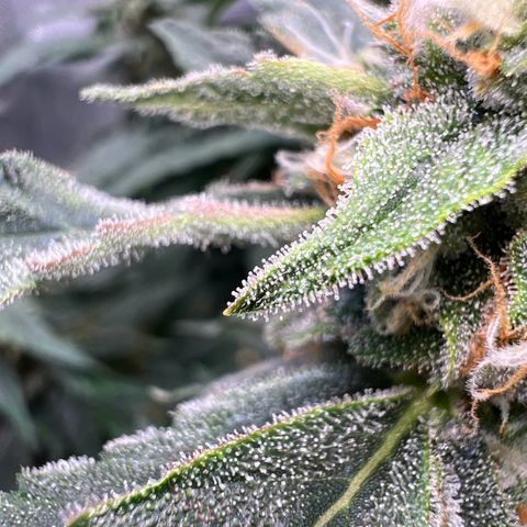 Froot Fuel - Speedrun Seeds growlog timeline photo