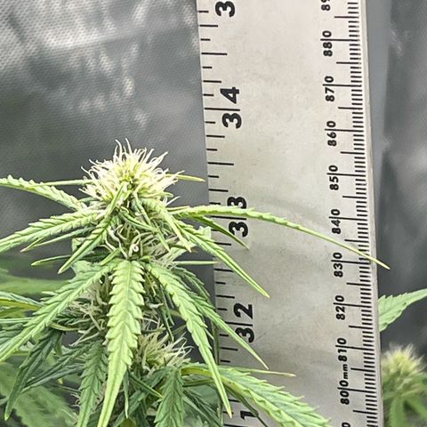 Holy Fire - Speedrun Seeds growlog timeline photo