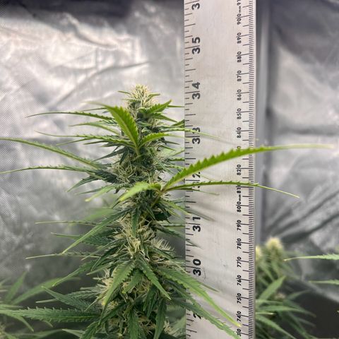Holy Fire - Speedrun Seeds growlog timeline photo