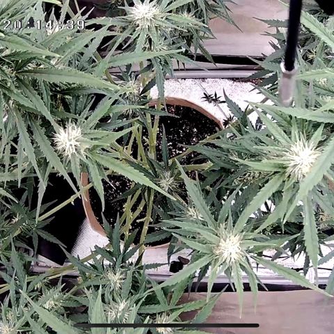 Holy Fire - Speedrun Seeds growlog timeline photo