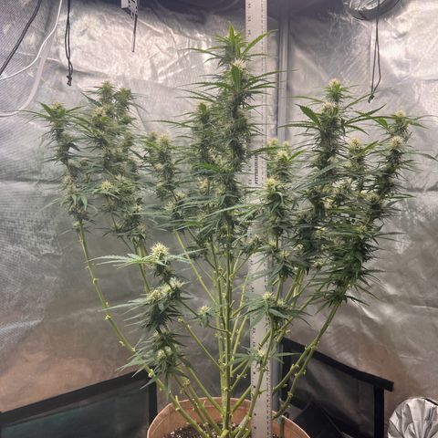 Holy Fire - Speedrun Seeds growlog timeline photo