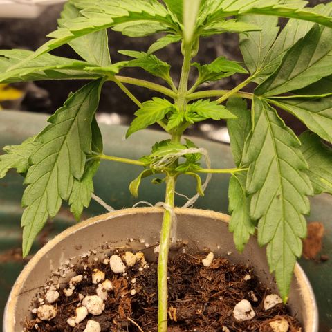 Auto Shark growlog timeline photo