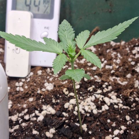 Strawberry Gorilla Auto growlog timeline photo