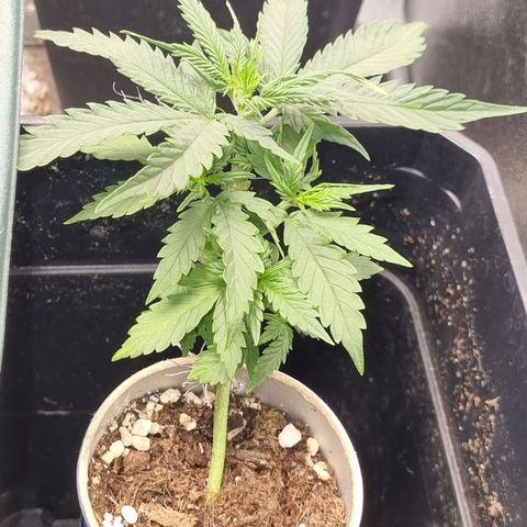 Auto Shark growlog timeline photo