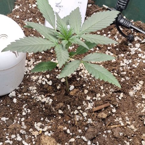 Strawberry Gorilla Auto growlog timeline photo