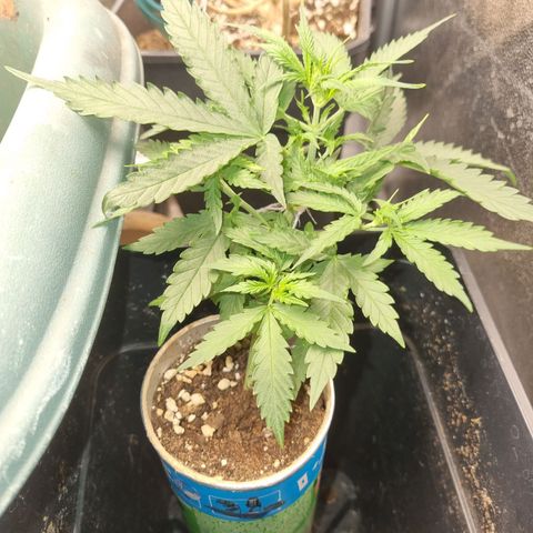 Auto Shark growlog timeline photo
