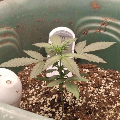 Strawberry Gorilla Auto growlog timeline photo