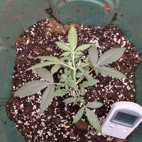 Strawberry Gorilla Auto growlog timeline photo