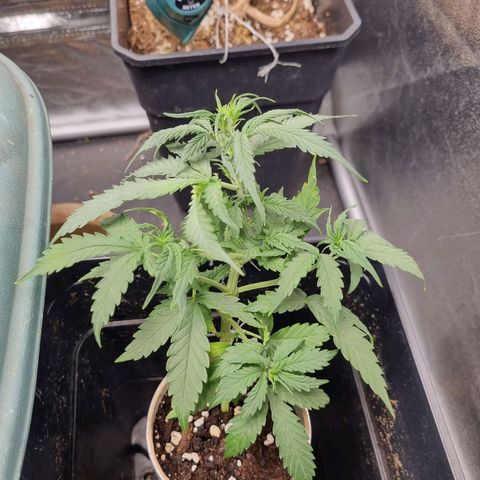 Auto Shark growlog timeline photo