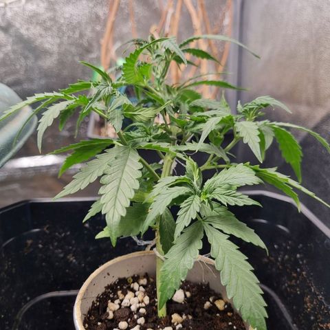 Auto Shark growlog timeline photo