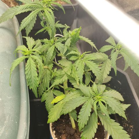 Auto Shark growlog timeline photo