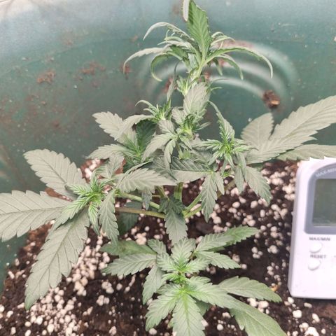 Strawberry Gorilla Auto growlog timeline photo