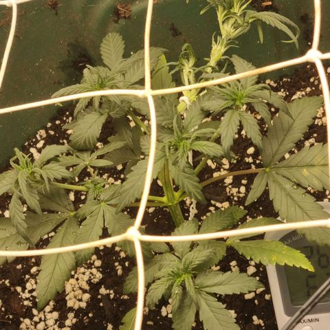 Strawberry Gorilla Auto growlog timeline photo