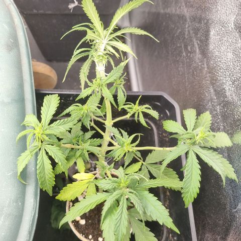 Auto Shark growlog timeline photo