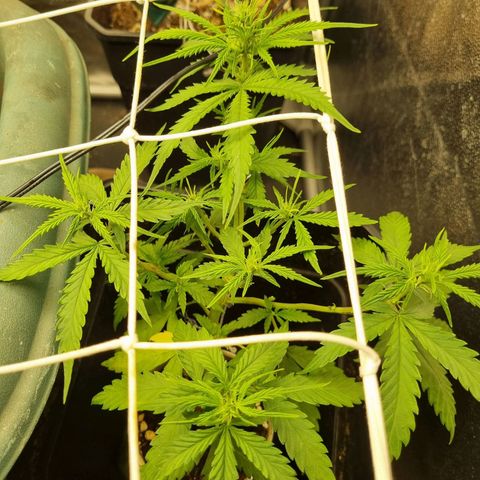 Auto Shark growlog timeline photo