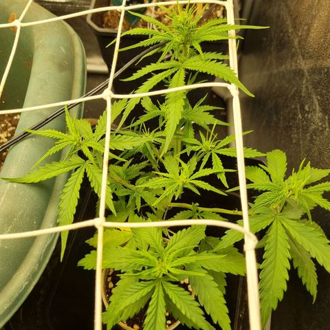 Auto Shark growlog timeline photo