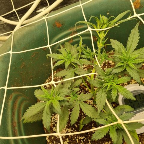 Strawberry Gorilla Auto growlog timeline photo