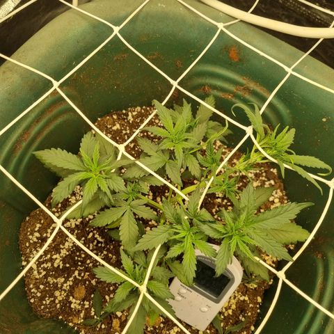 Strawberry Gorilla Auto growlog timeline photo