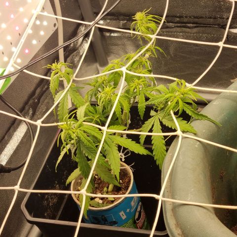 Auto Shark growlog timeline photo