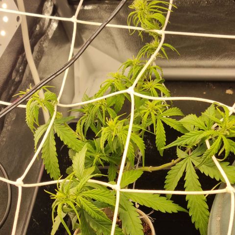 Auto Shark growlog timeline photo