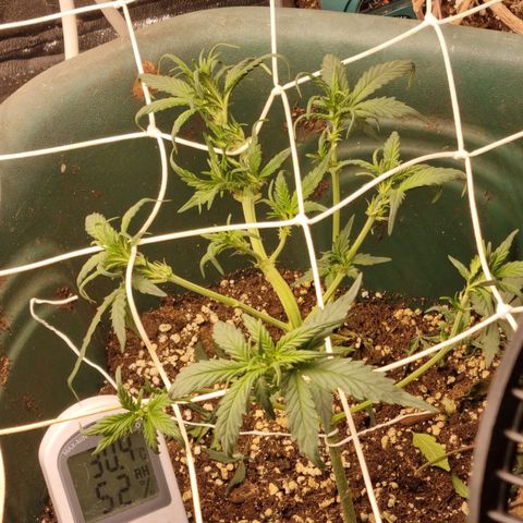 Strawberry Gorilla Auto growlog timeline photo