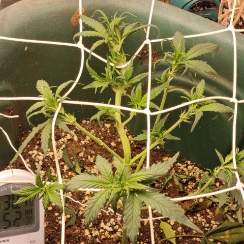 Strawberry Gorilla Auto growlog timeline photo