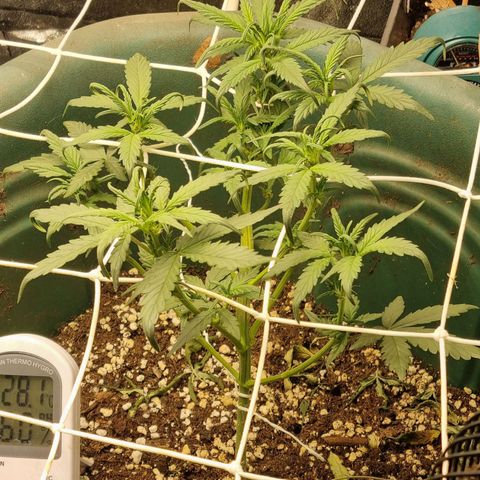 Strawberry Gorilla Auto growlog timeline photo