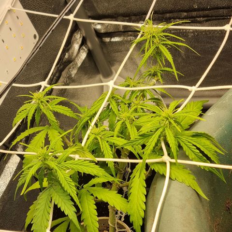 Auto Shark growlog timeline photo
