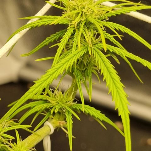 Auto Shark growlog timeline photo