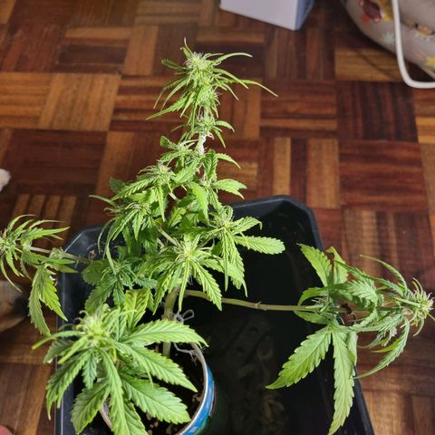 Auto Shark growlog timeline photo