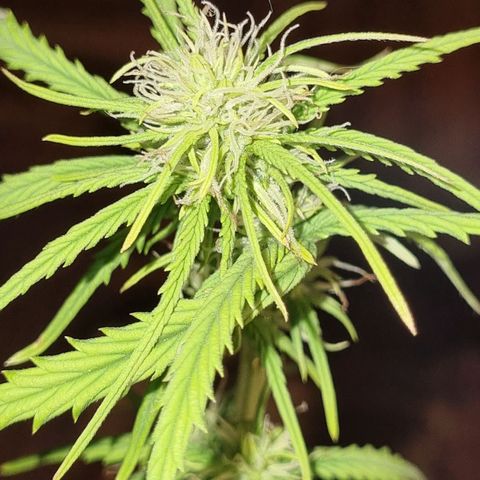 Auto Shark growlog timeline photo