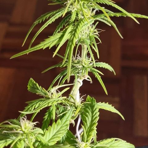 Auto Shark growlog timeline photo