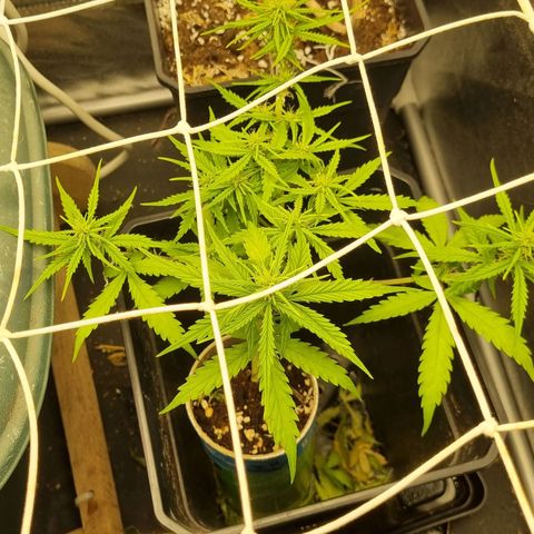 Auto Shark growlog timeline photo