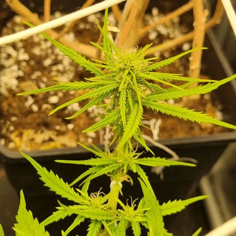 Auto Shark growlog timeline photo