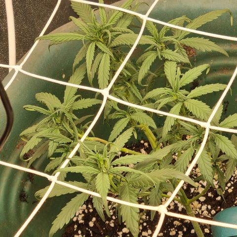 Strawberry Gorilla Auto growlog timeline photo