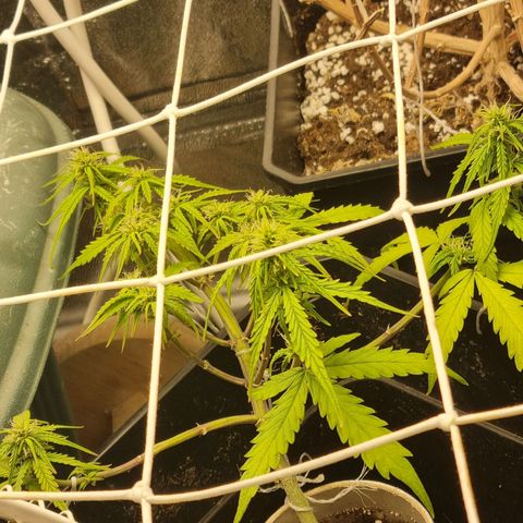 Auto Shark growlog timeline photo