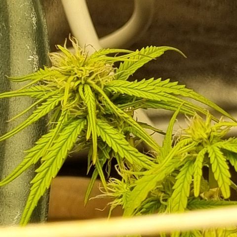 Auto Shark growlog timeline photo
