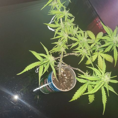 Auto Shark growlog timeline photo