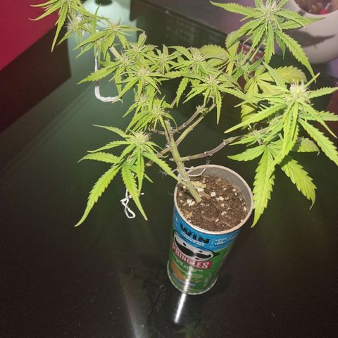 Auto Shark growlog timeline photo